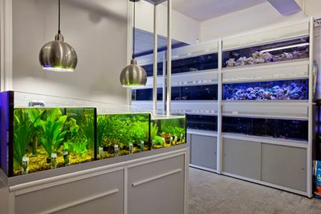 Abacus Aquatics