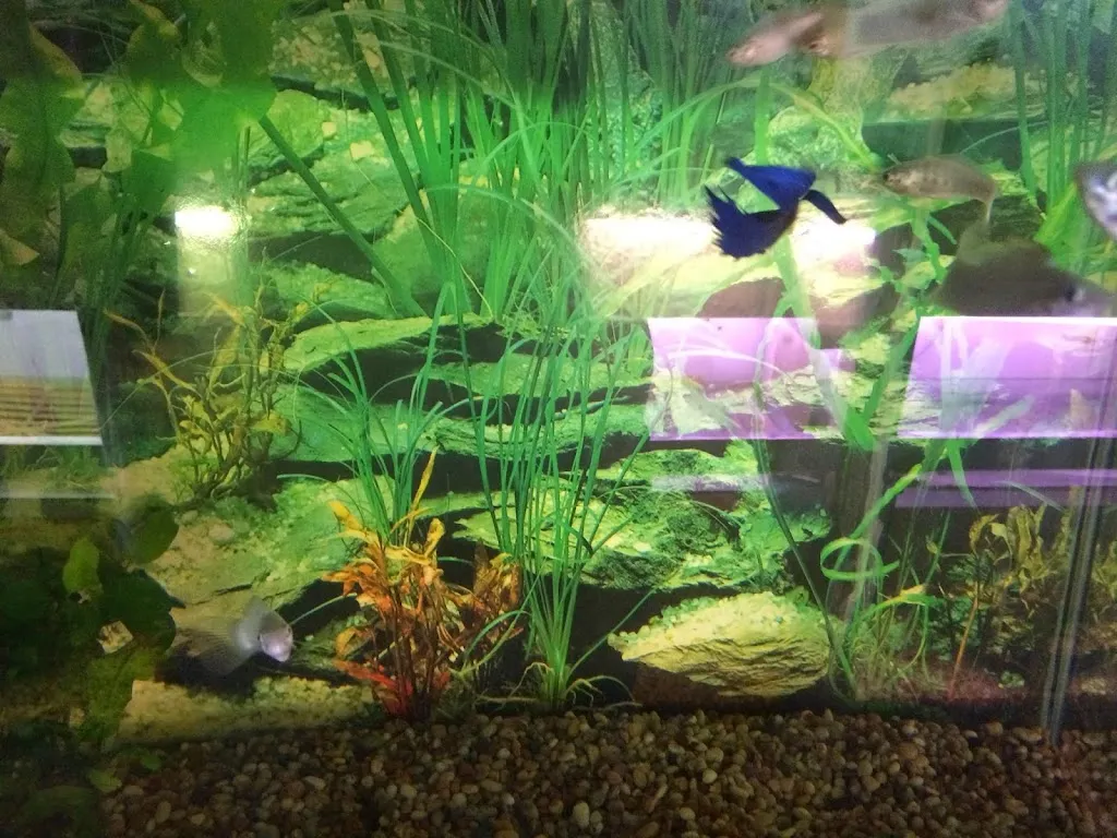 Angel Aquarium