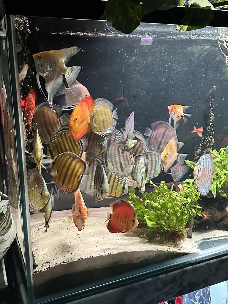 Aqualondonwild