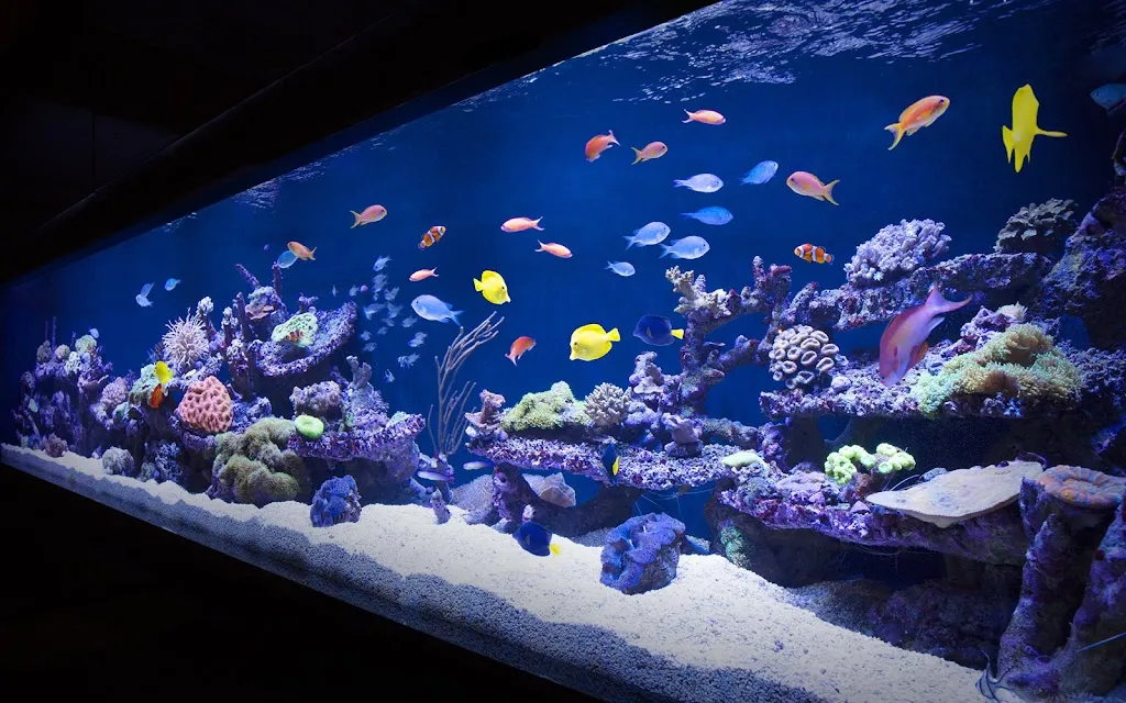 Aquarium Architecture
