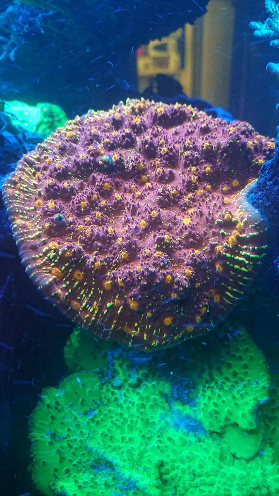 Aquarium Connections