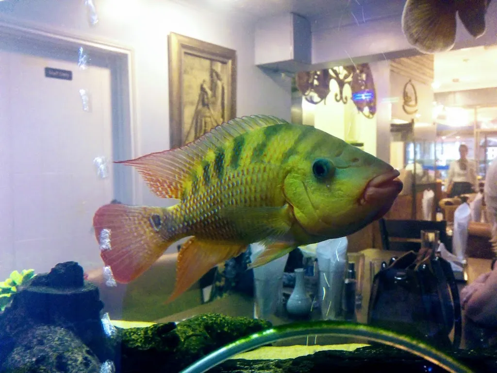 Aquarium Persian Restaurant مطعم الایرانی‌