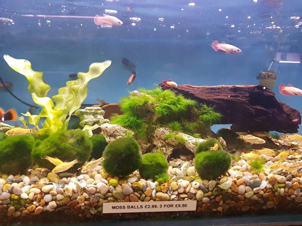 Castle Aquatics