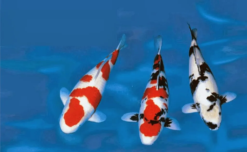 Koi Logic