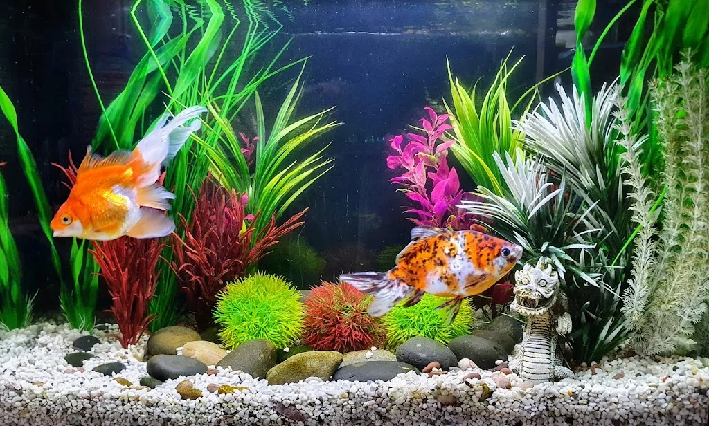 Lotties Aquatics