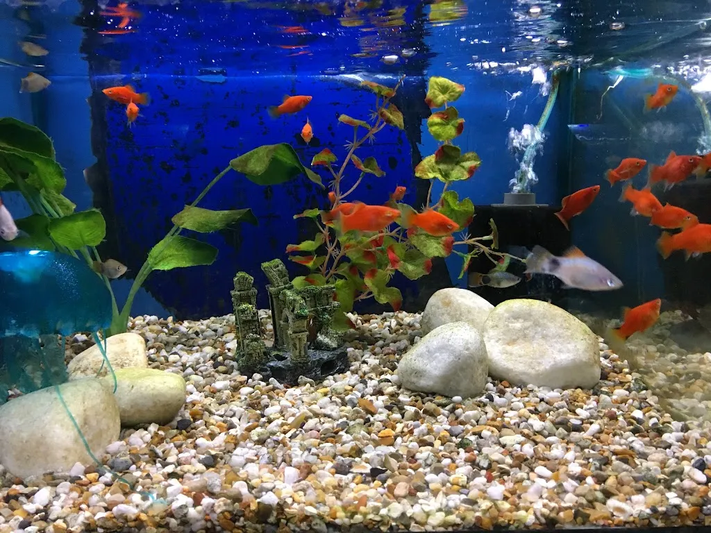 Lynwood Aquatics