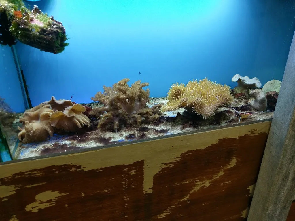 Maidenhead Aquatics Enfield