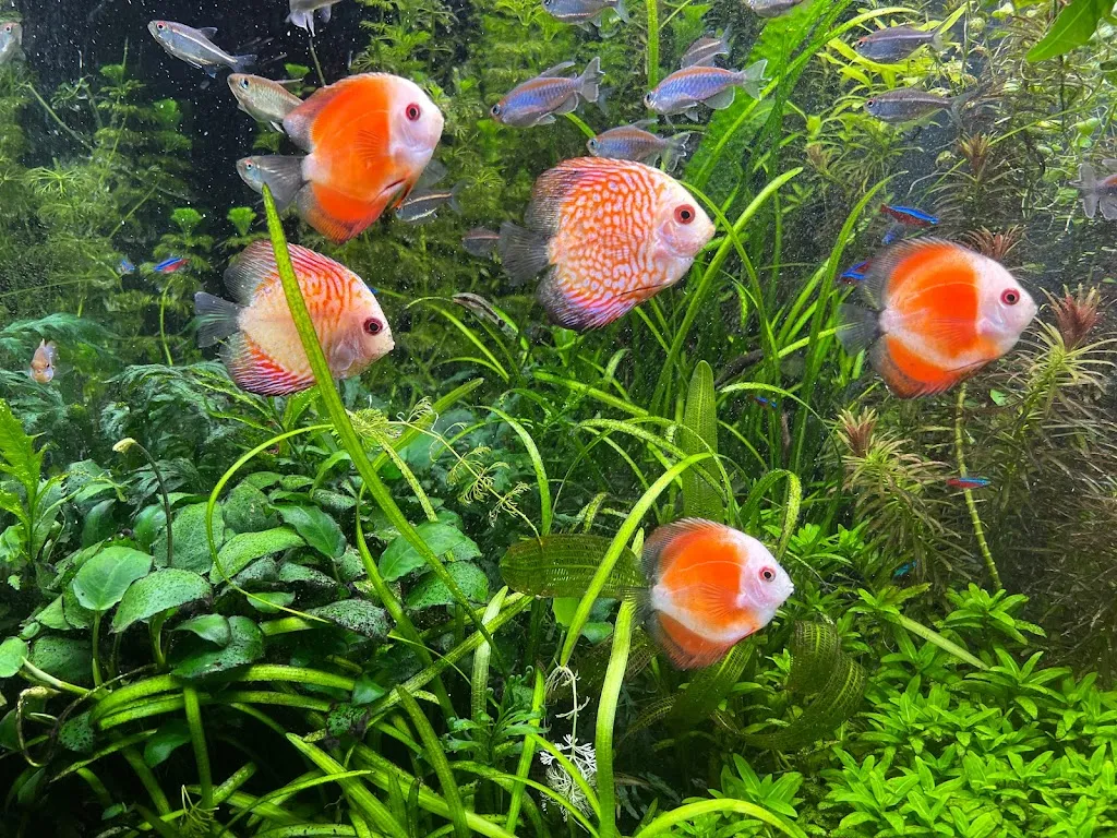 Maidenhead Aquatics Heathrow