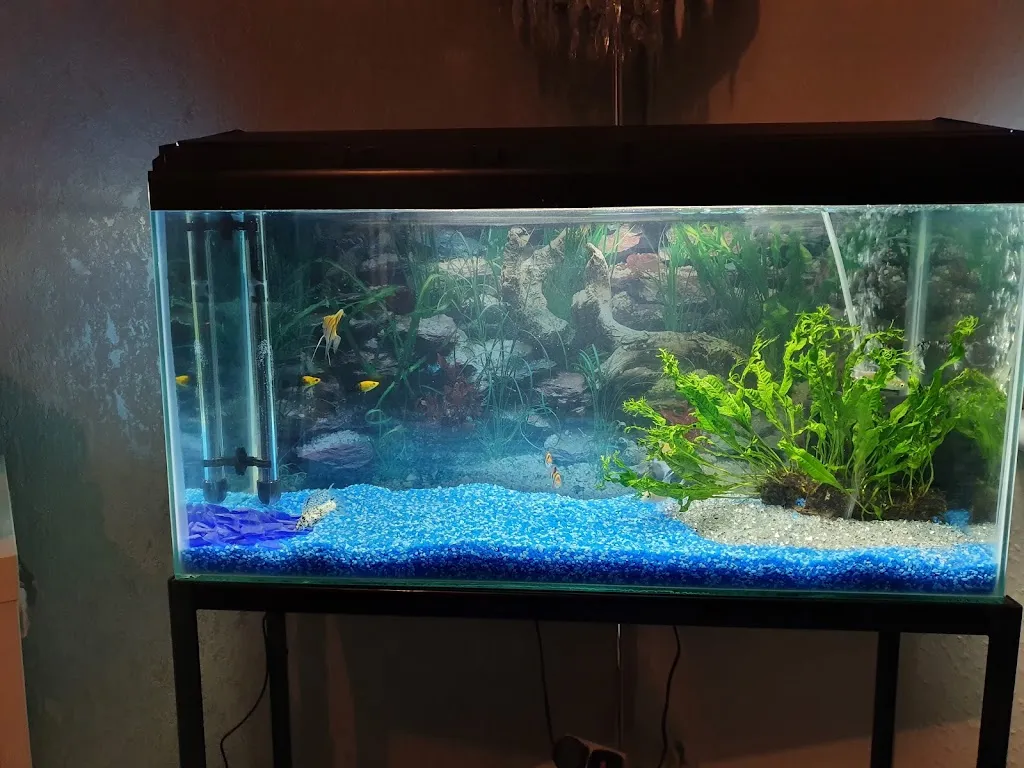 Shammi Cichlids Aquatics