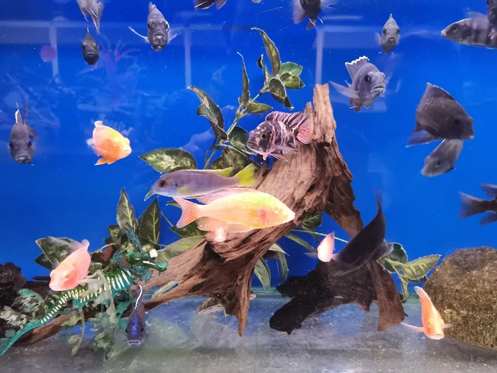 Woodford Aquatics
