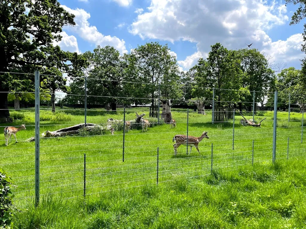 Best Deer Viewing Spot
