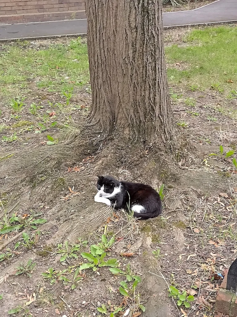 Cat of Feltham