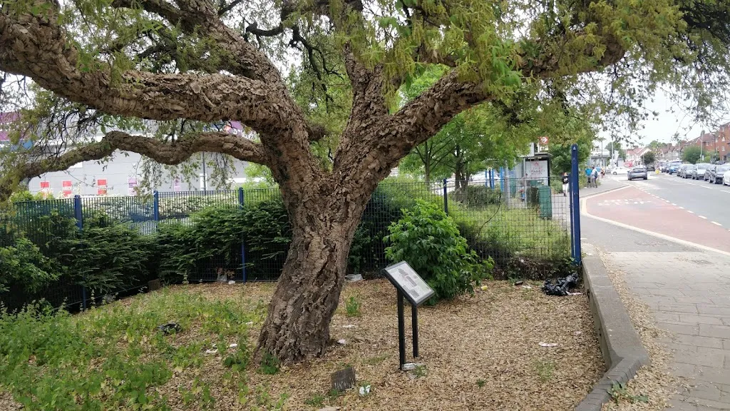 Cork Oak