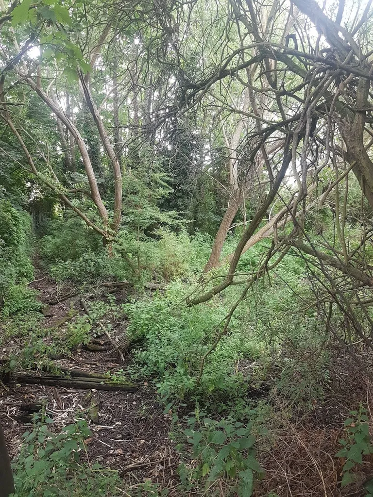 Dukes Hollow