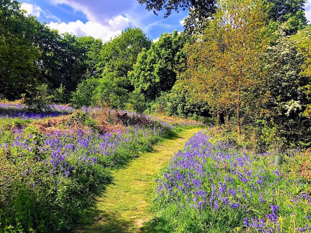 Long Wood, Ealing