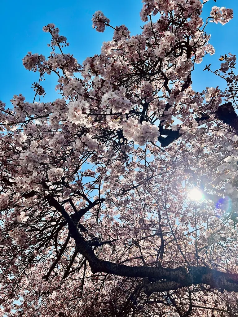 Putney Bridge Cherry Blossoms
