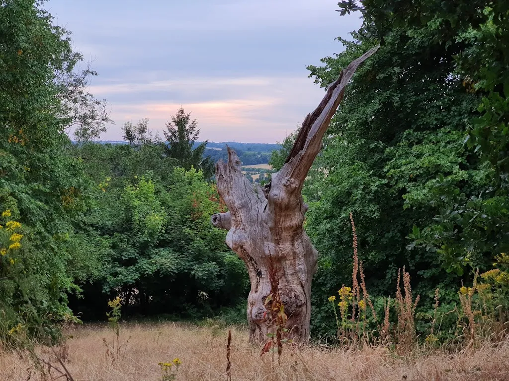 Quintopus Tree