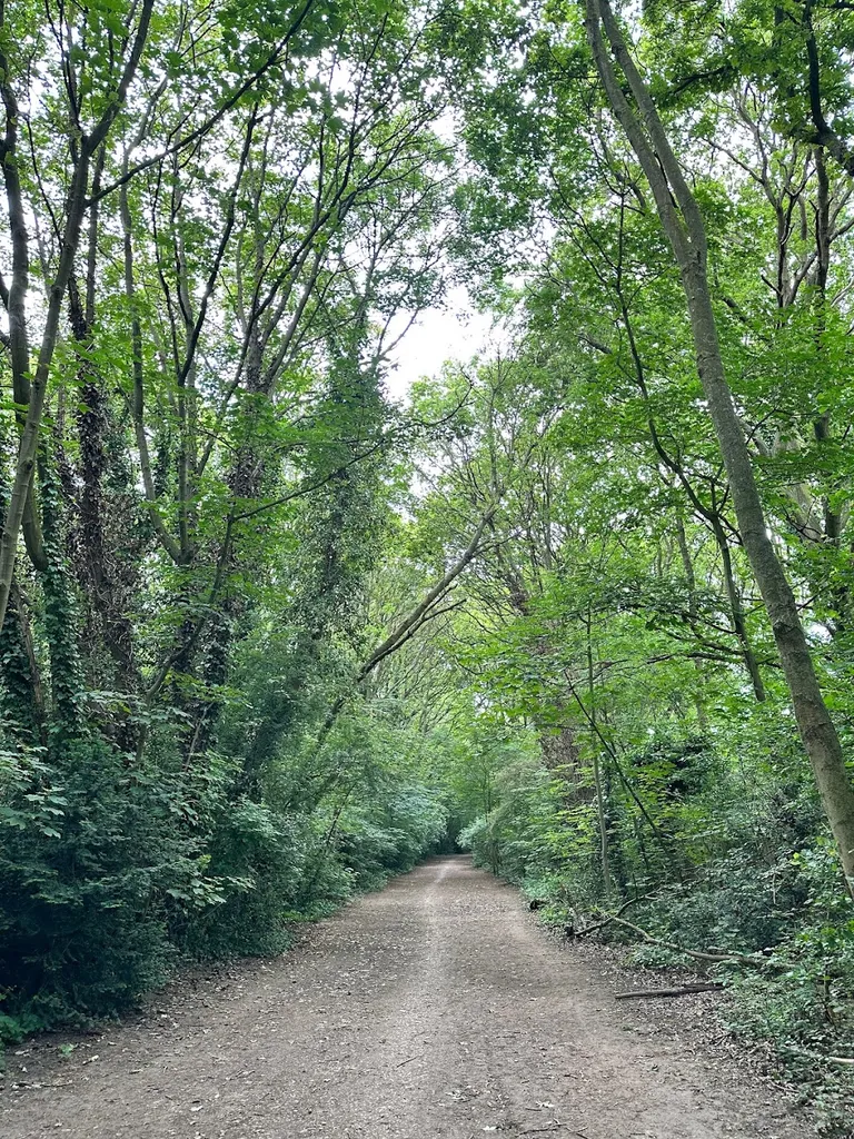 Wanstead Park, Bluebells