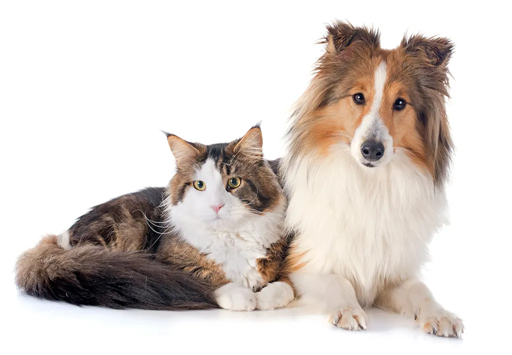 Alcombe Veterinary Surgery