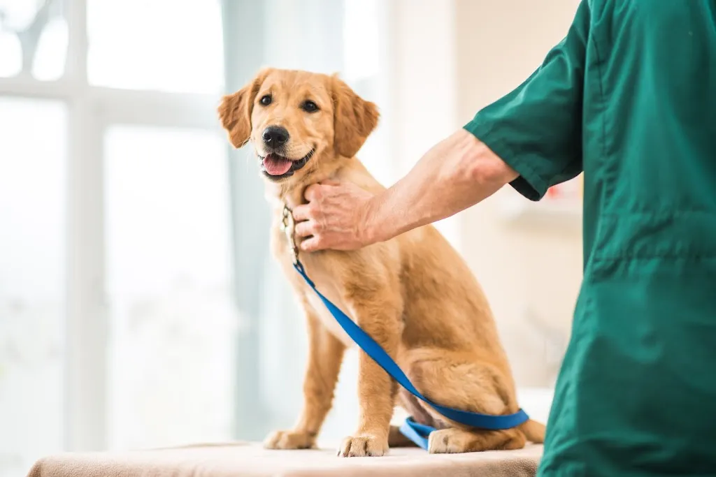 Alcombe Veterinary Surgery