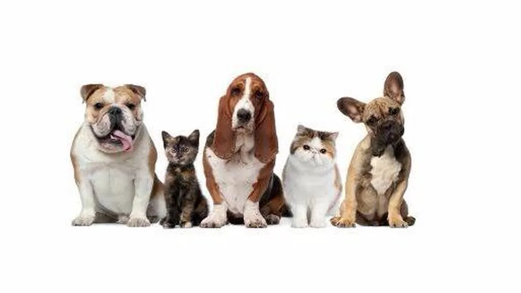 Anderson Vets