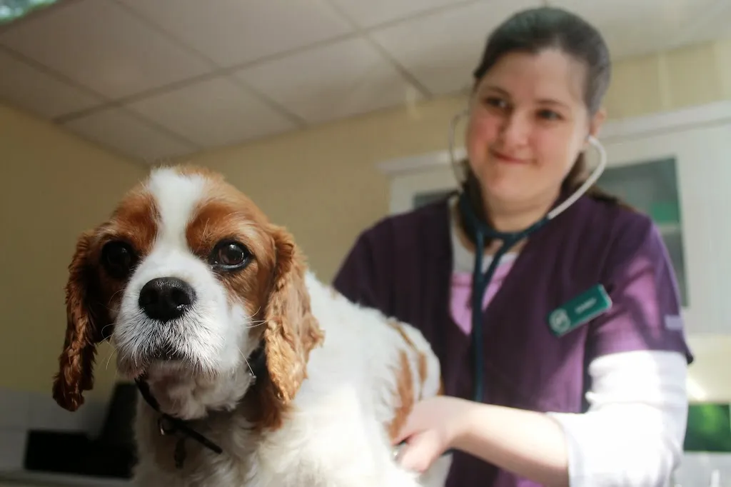Animal Ark Vets