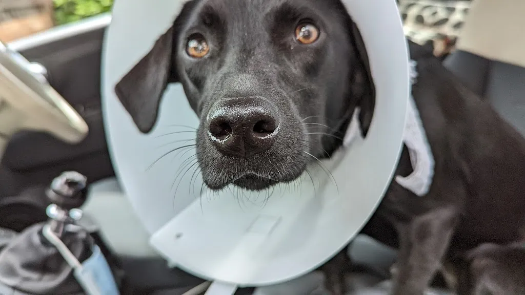 Aspen Veterinary Surgery