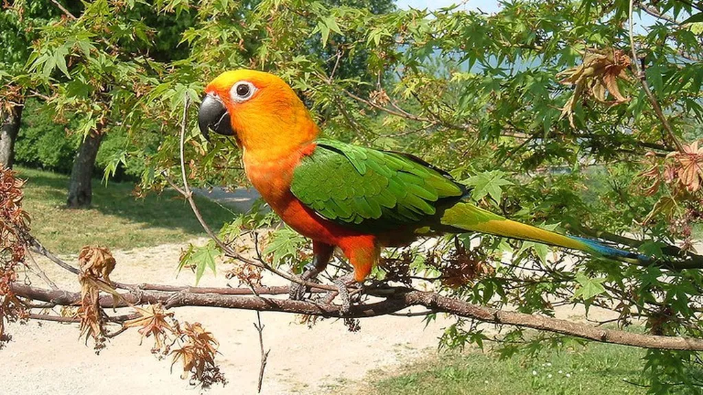 Bird Safari