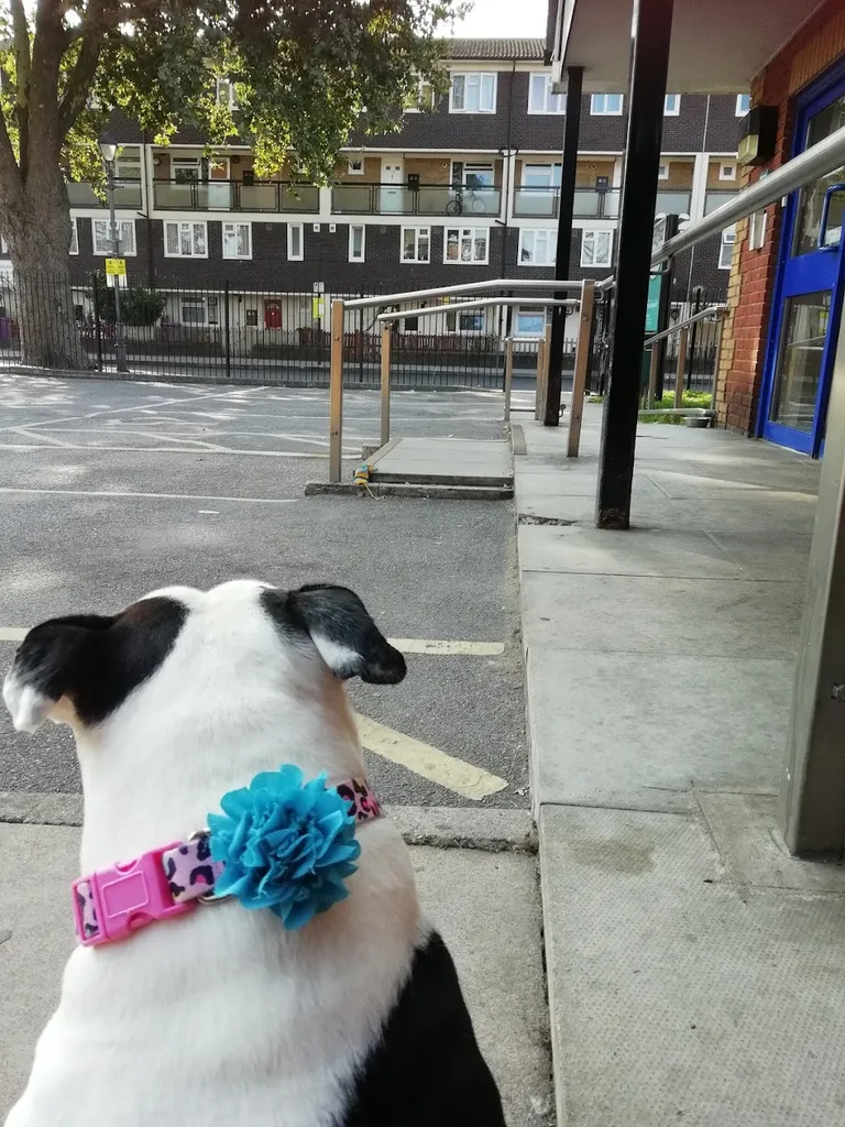 Bow PDSA Pet Hospital