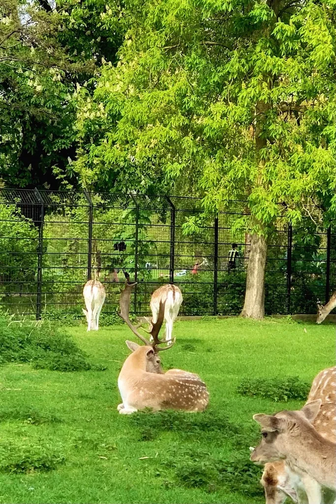 Clissold Park Deer