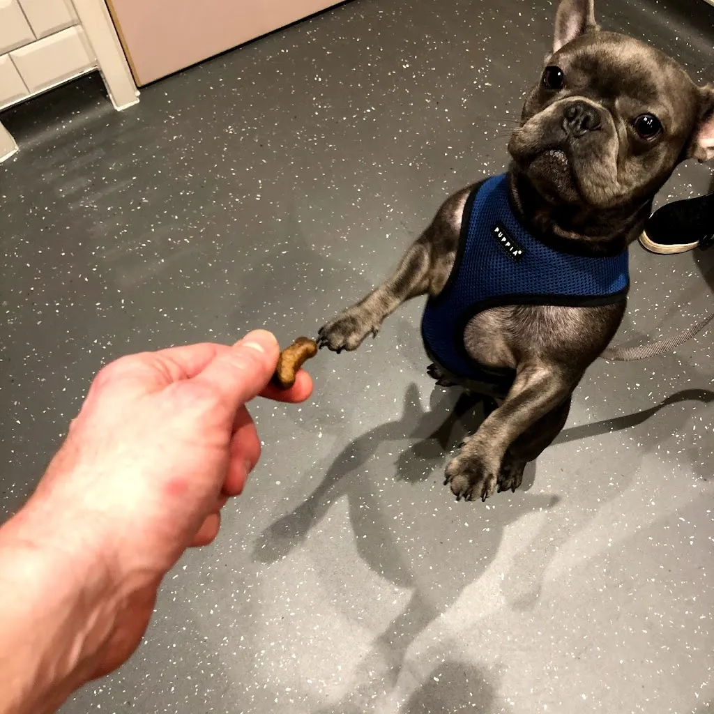 Elmfield Vets