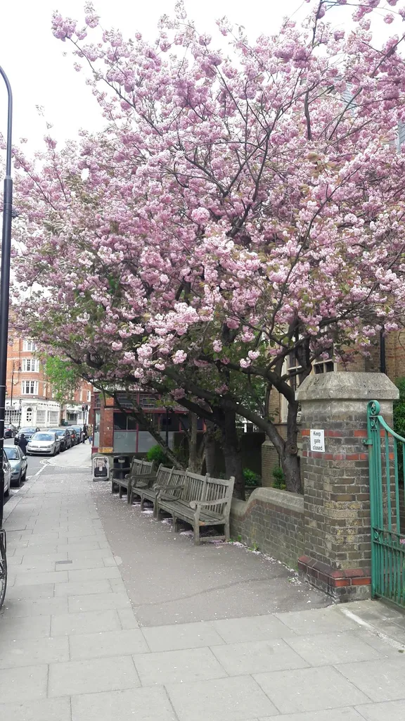 Fitzjohn's Avenue (Stop C)