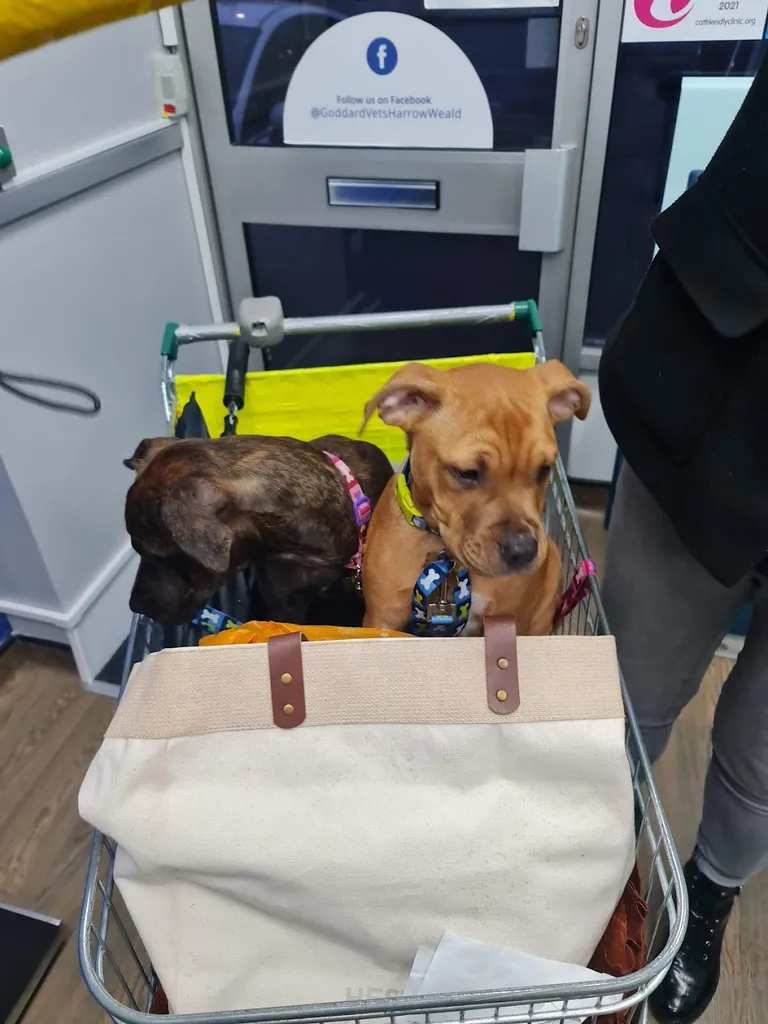Goddard Veterinary Group, Harrow Weald
