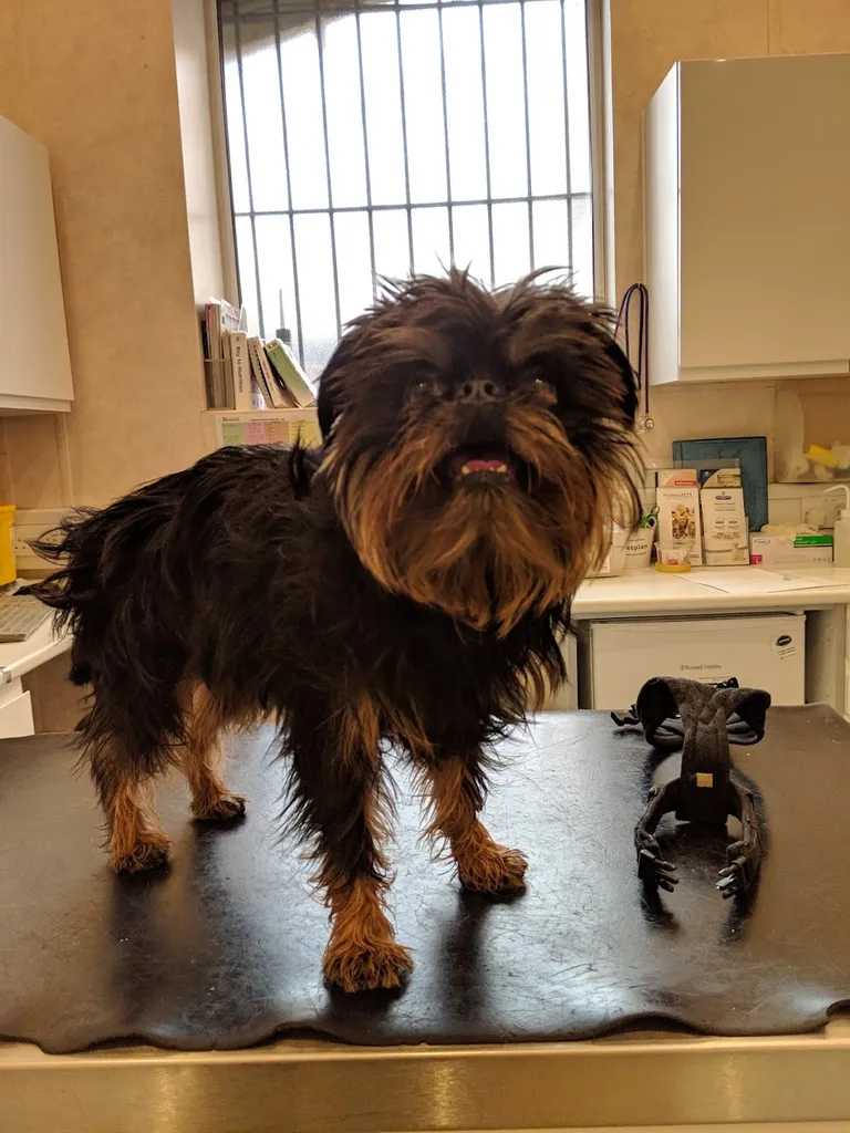 Goddard Veterinary Group, Tottenham