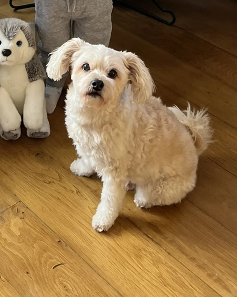 Goddard Veterinary Group, Wimbledon Dundonald Road