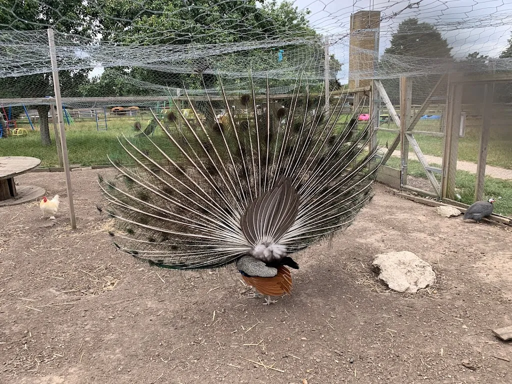 Hounslow Urban Farm