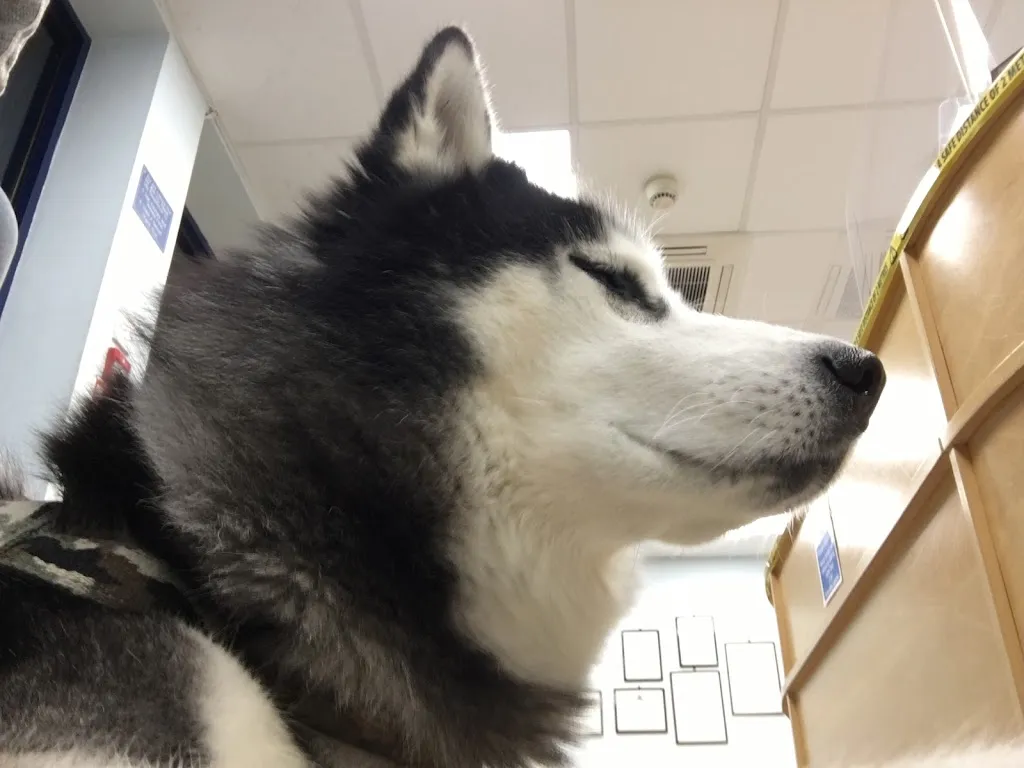 Lawton & Stoakes Veterinary Surgery