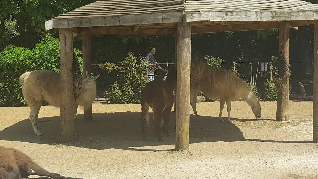 Llamas