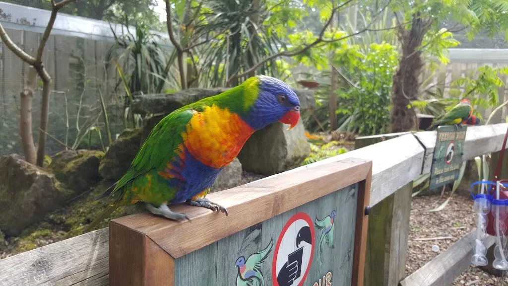 Lorikeet Lagoon