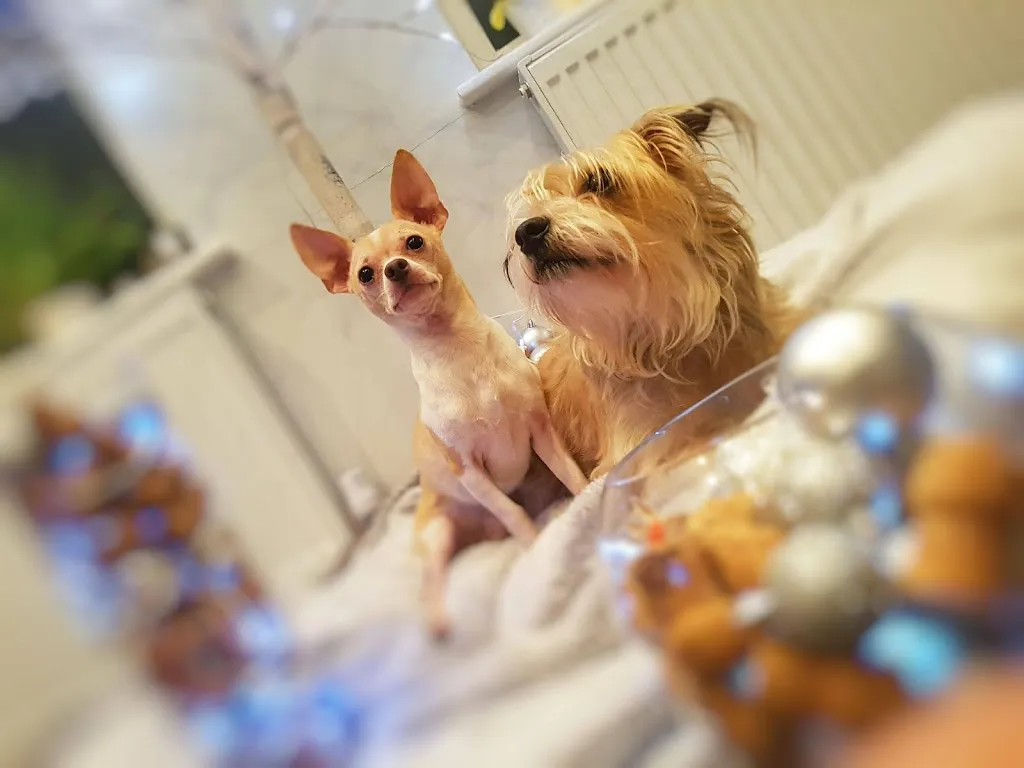 Medivet Canonbury - Canonbury Vets