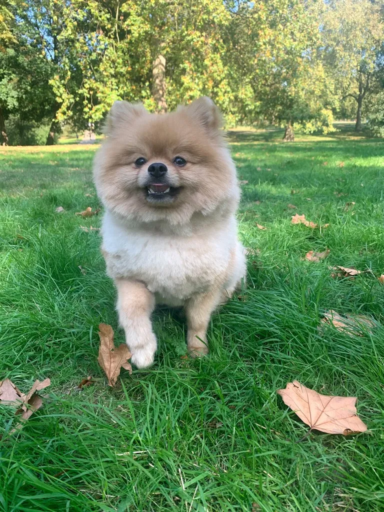 Medivet Hyde Park
