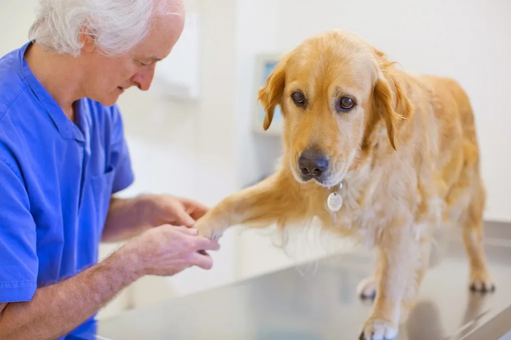 Medivet Roehampton