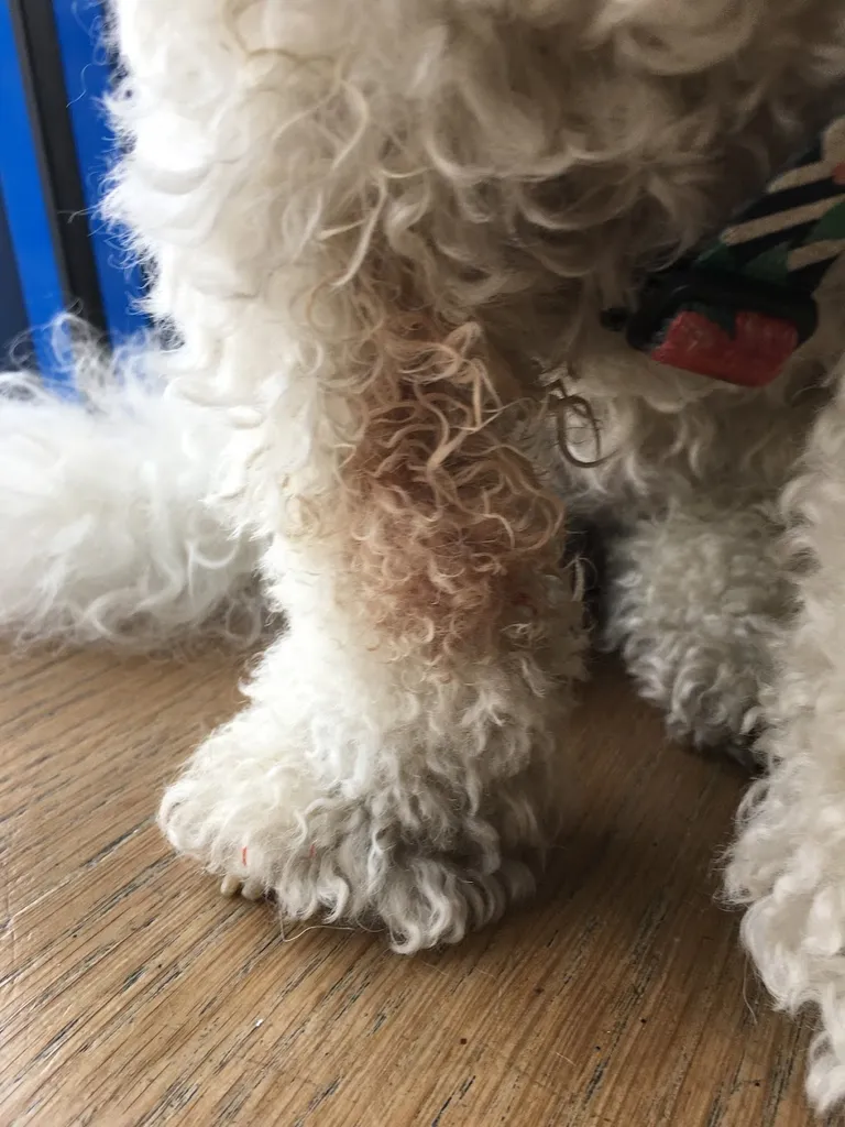 Medivet Southgate