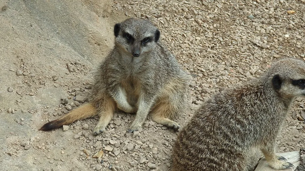 Meerkats