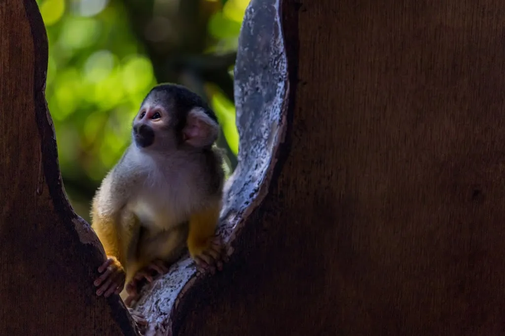 Meet the Monkeys