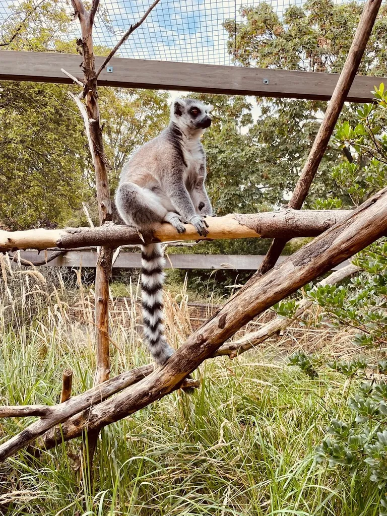 Monkey Valley
