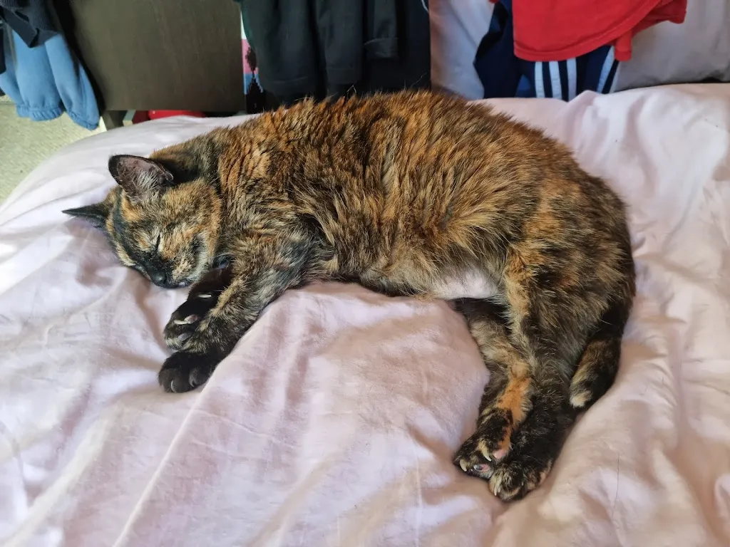 New Cross PDSA Pet Hospital