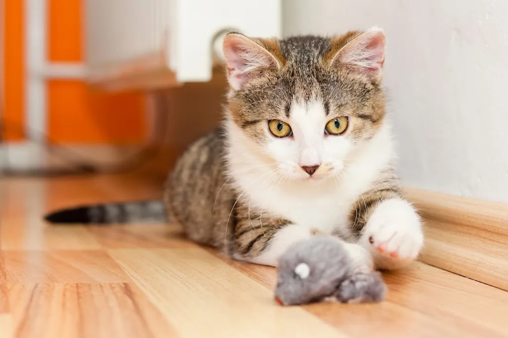 Oval Pet Centre Veterinary Practice