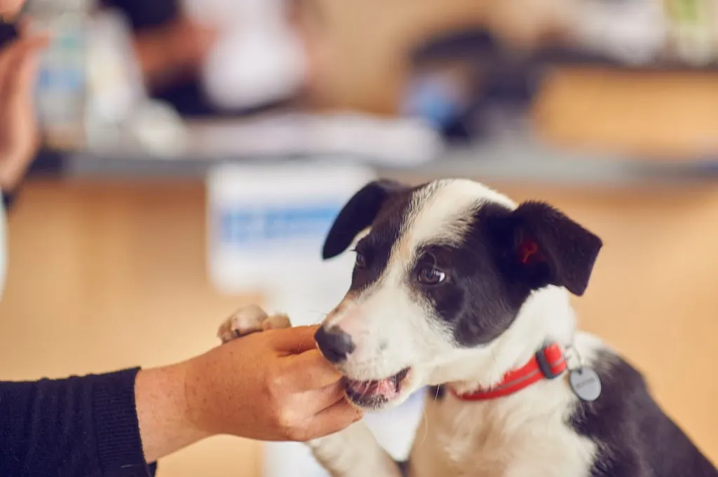 Oval Pet Centre Veterinary Practice