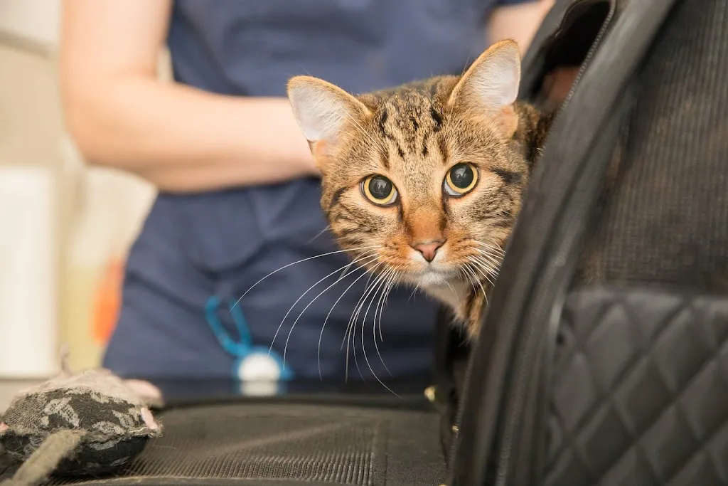Oval Pet Centre Veterinary Practice